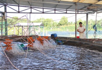 Chủ động phòng bệnh trên tôm