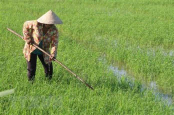 Trà Vinh hỗ trợ liên kết sản xuất, tạo đầu ra ổn định cho lúa gạo