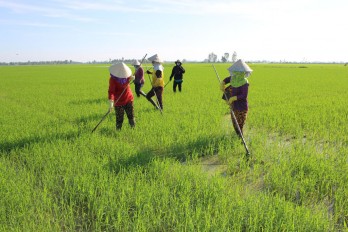 Tân Hưng: Tích cực chăm sóc lúa Hè Thu 2022