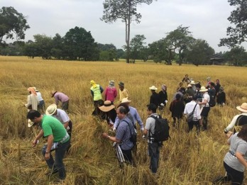 Thailand promotes development of organic rice