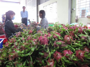 Long An holds consulting session on exporting dragon fruit to Australia and New Zealand markets