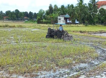 Các huyện phía Nam tập trung xuống giống lúa Hè Thu 2022