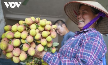 Vải thiều sớm Bắc Giang tiêu thụ thuận lợi, giá cao