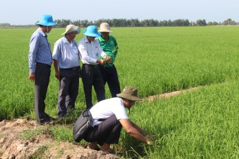 Sâu, bệnh gây hại trên lúa Hè Thu 2022 tăng