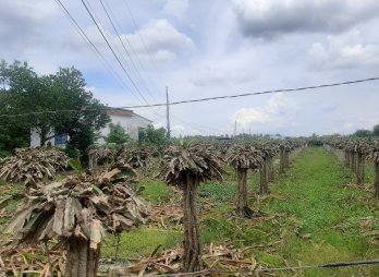 Bí thư Huyện ủy Châu Thành - Lê Quốc Dũng: Nông dân đừng chuyển thanh long sang cây trồng khác