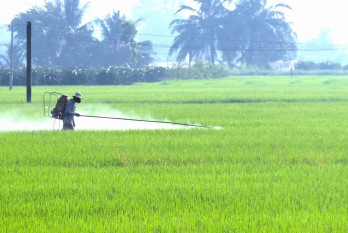 Phòng trừ sâu, bệnh trên lúa Hè Thu 2022