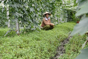 Vai trò của Hội LHPN tham gia phát triển kinh tế tập thể trong giai đoạn hiện nay