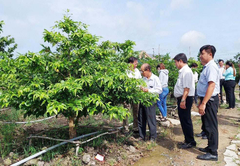 Áp dụng công nghệ tưới nước tiên tiến, tiết kiệm giúp người trồng mai có đủ lượng nước tưới khi hạn, xâm nhập mặn