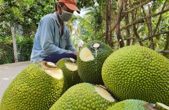 Giá mít Thái, dưa hấu, thanh long tăng vọt khi cửa khẩu phía Bắc hút hàng