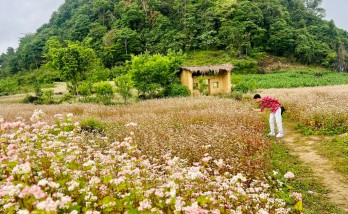 Thái Nguyên sắp có cánh đồng 7ha hoa tam giác mạch, du khách tha hồ 'sống ảo'