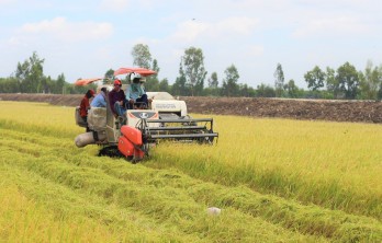 Giá lúa Thu Đông giảm