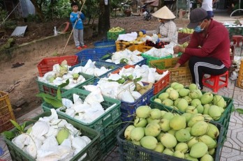 Planting area codes key for Vietnam's farm produce exports