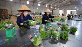 Da Lat vegetables exported to Singapore, RoK