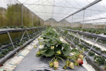 Agricultural sector strives to surpass targets