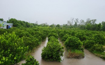 Hơn 28.000 ha đất sản xuất ở Hậu Giang có nguy cơ bị ảnh hưởng do ngập nước