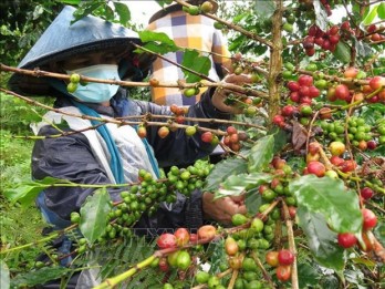 German newspaper highlights climate change impact on Vietnamese coffee growers