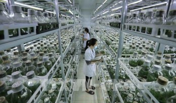 Vietnam moves to boost green agriculture