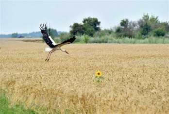 Ukraine và Thổ Nhĩ Kỳ ủng hộ mở rộng “Sáng kiến ngũ cốc”