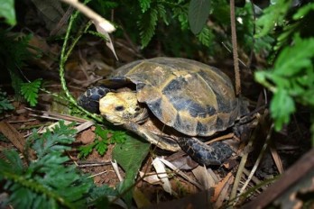 Endangered turtles, tortoises found in Thanh Hoa nature reserve