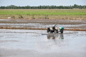 Tân Thạnh: Gieo sạ hơn 23.289ha lúa Đông Xuân 2022-2023