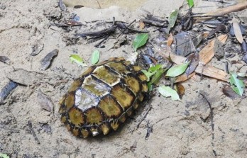 More turtle species found in Khanh Hoa