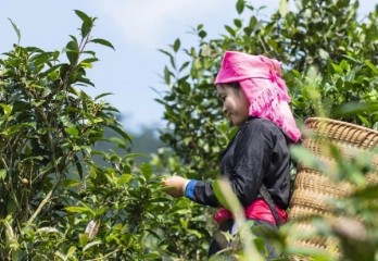 Efforts to promote value of Bac Ha Shan Tuyet tea