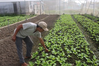 Tạo điều kiện cho vùng rau công nghệ cao phát triển bền vững