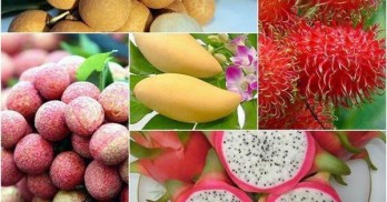 Fruit exports to bring home over 5 bln USD by 2025