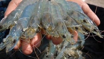 Australia increases shrimp import from Vietnam