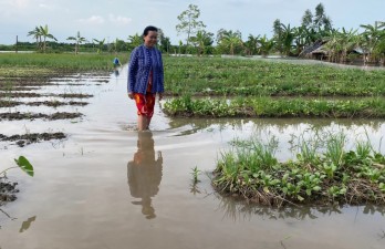 Nhiều địa phương ở ĐBSCL bị thiệt hại do ngập úng