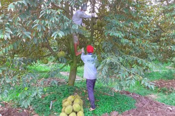 Tân Thạnh quyết tâm giữ mã số vùng trồng trên cây sầu riêng