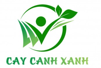 Chậu trồng cây đẹp, giá rẻ - có tại Cây Cảnh Xanh