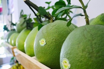 Vietnam’s first batch of fresh pomelos arrives in US