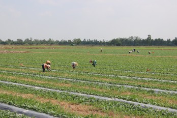 Vĩnh Hưng: Nông dân gieo trồng 150ha dưa hấu phục vụ thị trường tết