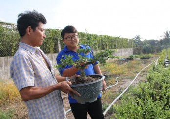 Lợi nhuận cao từ trồng kiểng bonsai