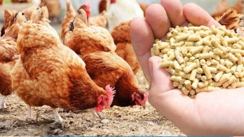 Vietnam rakes in 361 million USD from exporting poultry products