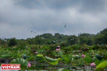 Project aims at increasing forest coverage in Lang Sen Wetland Reserve