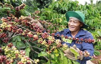 Dak Lak records highest-ever coffee export volume