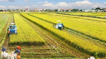 New mindset for Vietnam’s agriculture economy