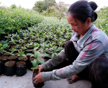 Tăng thu nhập từ ươm mai giống