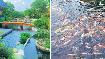 KACHI KOI FARM - Nơi cung cấp cá koi Nhật Bản đẹp, uy tín