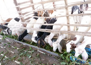 Khám phá hơn 60 về mô hình chăn nuôi dê hay nhất  Tin học Đông Hòa