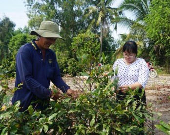 Bến Lức: Nông dân trồng cây mai vàng 'bỏ túi' 500 triệu đồng/ năm