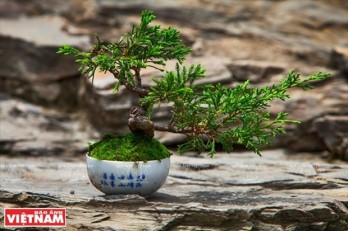 Bonsai captures vitality of nature