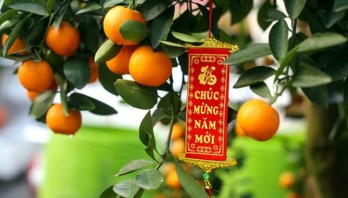 Kumquat – enduring symbol of Tet