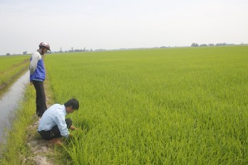 Vui xuân không quên đồng ruộng