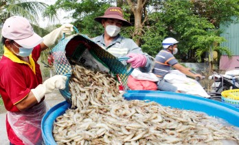 Tập trung phát triển vùng nuôi tôm nước lợ