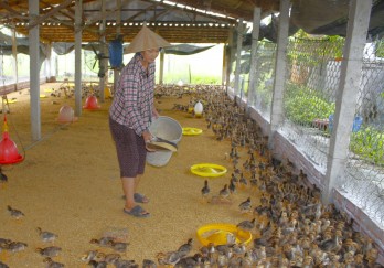 Tái đàn chăn nuôi cần chú trọng phòng, chống dịch bệnh