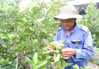 Phòng, chống dịch bệnh trên cây trồng: Không lơ là, chủ quan