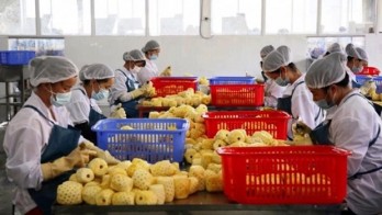 China issues 435 codes for Vietnamese agricultural product exporters